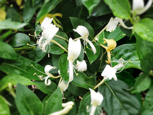 White and yellow honeysuckle flower vine