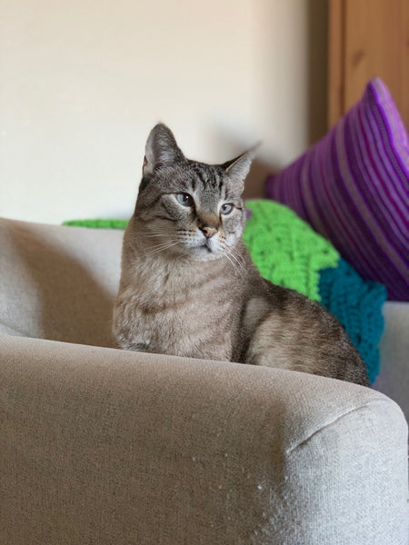 A picture of the real cat, Ashes, that the portrait was based on. He is a gray and black striped cat sitting on a couch.