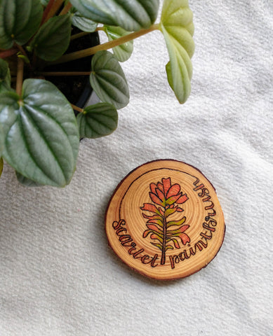 Scarlet Paintbrush - Wood Slice Ornament