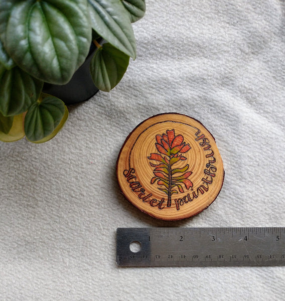Scarlet Paintbrush - Wood Slice Ornament