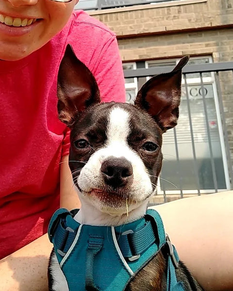 The picture the previous Bobby ornament was based on: it is a Boston Terrier facing the camera with a lopsided smile.